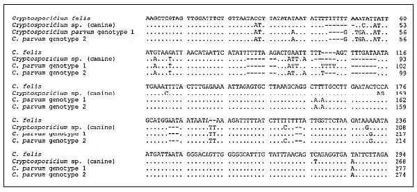 Alignment of the Cryptosporidium small subunit ribosomal DNA (SSU-rRNA) diagnostic fragments obtained with the CPBDIAGF/CPBDIAGR polymerase chain reaction primer pair for the four genotypes. Only the first 300 columns of the alignment are shown, as the remaining columns were identical for all genotypes. Gaps are shown with dashes (-), and bases identical to the base in the first row (C. felis) are shown with dots (.). Numbers to the right of the alignment show sequence positions for each genotyp