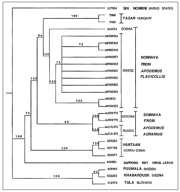 Cladogram derived from nucleotide sequences of Tazar-2, Tazar-8, and other hantaviruses. Numbers denote Genbank accession numbers. The cladogram was derived from the neighbor-joining estimated phylogeny and bootstrap analysis using p-distance estimates. The phylogenetic analysis was performed by using PAUP 3.1.1 (vers. 4.0.0d64). Numbers at each internode or bifurcation represent bootstrap support based on 1,000 replicates. A Sin Nombre virus sequence (L37904) was used as the outgroup to root th