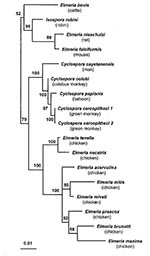 Thumbnail of Phylogenetic tree for small subunit ribosomal RNA sequences of Cyclospora and Eimeria species. Quartet puzzling maximum likelihood results are shown, with Toxoplasma gondii as the outgroup. After analysis, the outgroup branch was removed for clarity. Numbers to the left of the nodes indicate the quartet puzzling support for each internal branch. The scale bar indicates an evolutionary distance of 0.01 nucleotides per position in the sequence. Vertical distances are for clarity only.
