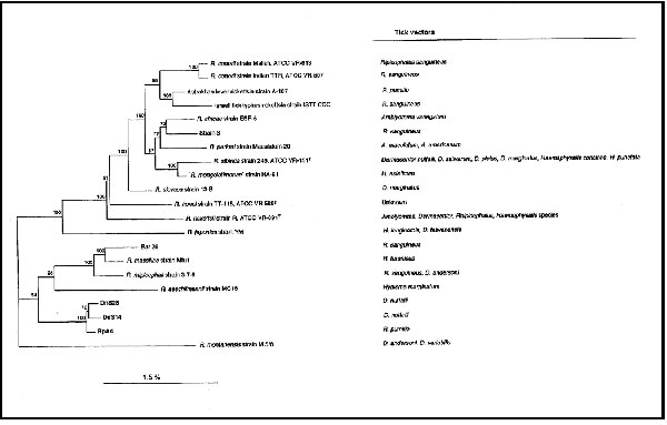 Phylogenetic tree of Rickettsiae inferred from comparison of the ompA sequences. The known tick vectors for the bacteria presented on the dendrogram are indicated on the right. The ompA sequences were aligned by the multisequence alignment program CLUSTAL in the BISANCE software package. Phylogenetic relationships were inferred by using version 3.4 of the PHYLIP software package. Evolutionary distance matrices, generated by DNADIST, were determined by the Kimura method. Matrices were used to con