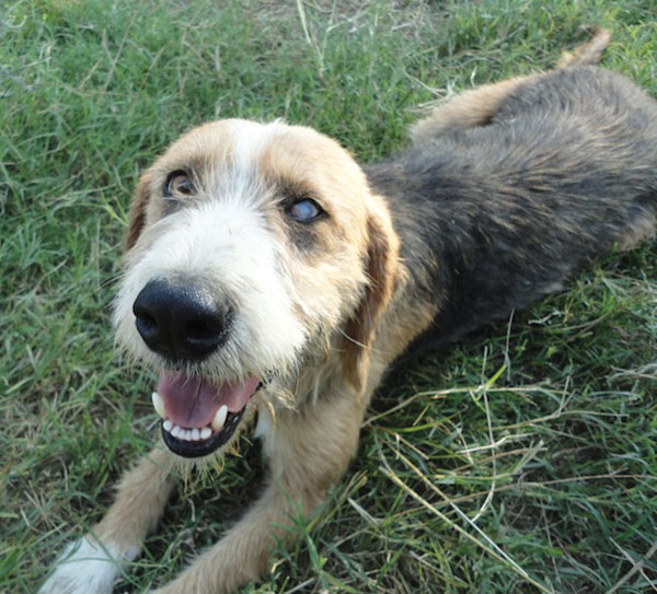 Dog with keratitis and uveitis that was found to be positive for Onchocerca lupi nematodes by parasitologic examination.