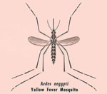 Thumbnail of Illustration of Aedes aegypti adult mosquito, vector of yellow fever. CDC/ James M. Stewart