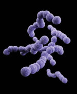 Thumbnail of Clindamycin-resistant group B Streptococcus. Photo: Centers for Disease Control and Prevention.