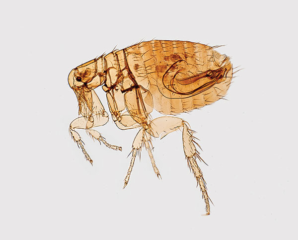 Digitally colorized scanning electron microscopic image of a flea. Fleas are known to carry a number of diseases that are transferable to humans through their bites, including plague, caused by the bacterium Yersinia pestis. Photo: CDC, Janice Haney Carr. 