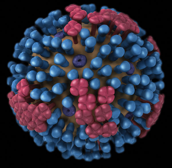 Image of influenza virus showing hemagglutinin (one color) and neuraminidase (another color) proteins on the surface of the virus. Content source: Centers for Disease Control and Prevention, National Center for Immunization and Respiratory Diseases (NCIRD). 