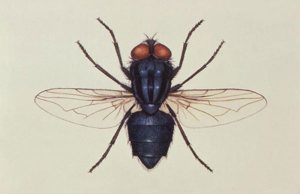 This illustration depicts a dorsal view of the “Primary screwworm” fly, Cochliomyia hominivorax, a member of the family Calliphoridae. Image: Public Health Image Library