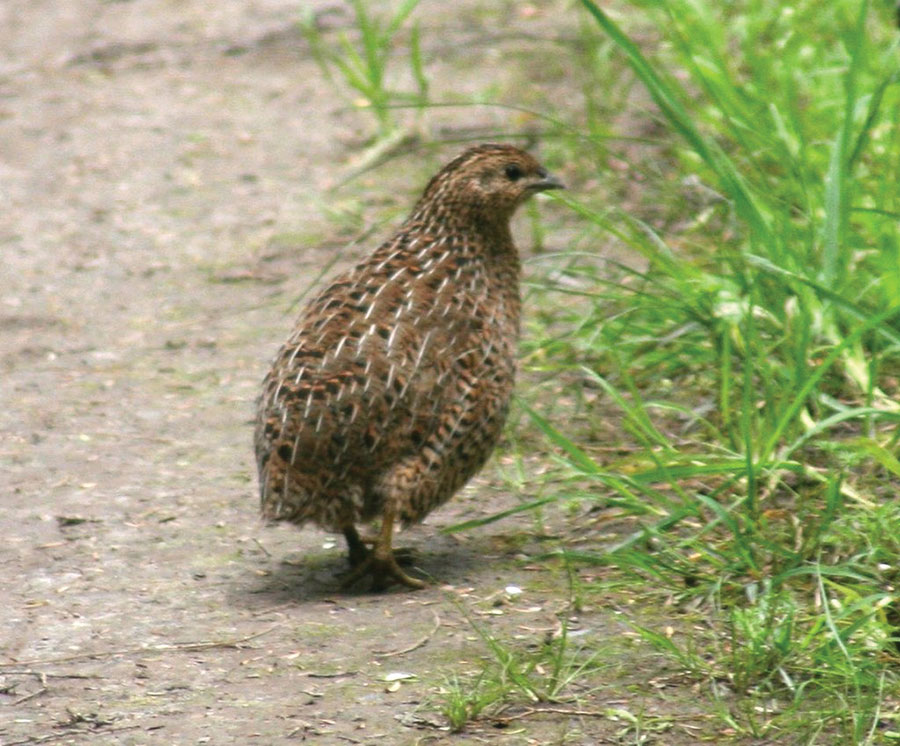 Brown quail (Coturnix ypsilophora) by Duncan Wright - Own work, CC BY-SA 3.0, https://commons.wikimedia.org/w/index.php?curid=2998176