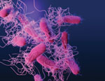 Drug-resistant, nontyphoidal, Salmonella sp. bacteria showing numerous flagella. Taken from Antibiotic Resistance Threats in the United States, 2019 (AR Threats Report); Centers for Disease Control and Prevention. Illustration: James Archer/ CDC, 2019.