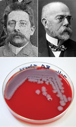 Top left: Julius Richard Petri, inventor of the Petri dish, »1888. Unknown photographer, from file Gruppenaufnahme von Bakteriologischen Kursen im RKI um 1888-A.jpg, Public Domain, https://commons.wikimedia.org/w/index.php?curid=31684326. Top right: Robert Koch. Unknown photographer, from the National Institutes of Health, US Department of Health and Human Services. Bottom: Petri dish showing Bacillus anthracis bacterial colonies grown on sheep’s blood agar for 24 hours. Photograph, Centers for Disease Control and Prevention/Megan Mathias and J. Todd Parker, 2009