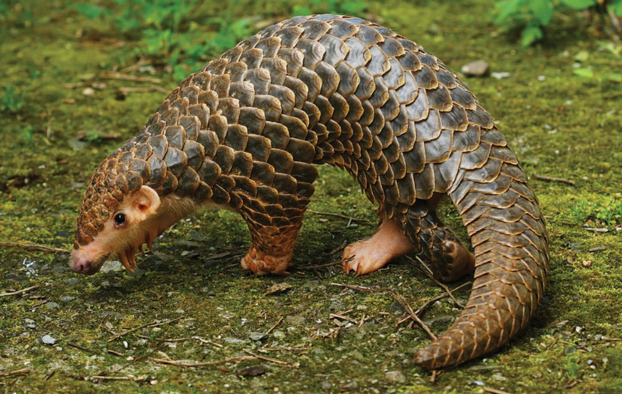 Covered in tough keratin scales interspersed with strands of fur, the pangolin, also known as a scaly anteater, assumes an impenetrable rolled-up position when threatened. Note the short muscular forelimbs. Pangolins are endangered and World Pangolin Day is the third Saturday in February. Photo of a young Chinese pangolin (Manis pentadactyla) by Te-Chuan Chan (Taipei Zoo, Taiwan) and Wen-Ta Li (Pangolin International Biomedical Consultant Ltd., Taiwan) 