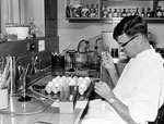 Thumbnail of Frank Fenner at the John Curtin School of Medical Research, Canberra, Australia, inoculating embryonating eggs with myxoma virus, 1950. Used with permission of the John Curtin School of Medical Research.